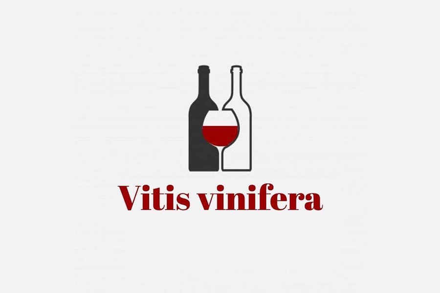 vitis